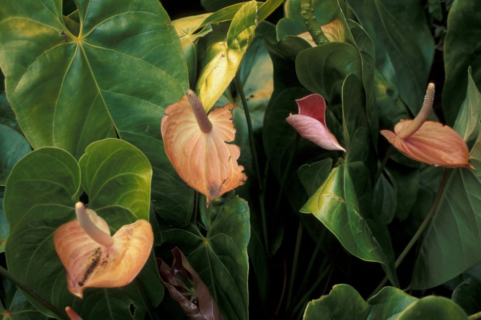 Anthurium Amnicola