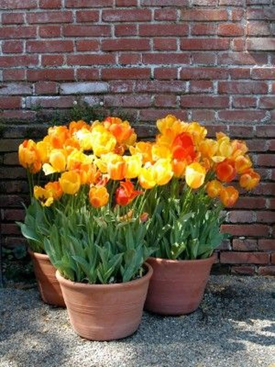 Тюльпаны в вазонах