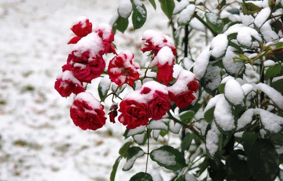 Розовый куст в снегу