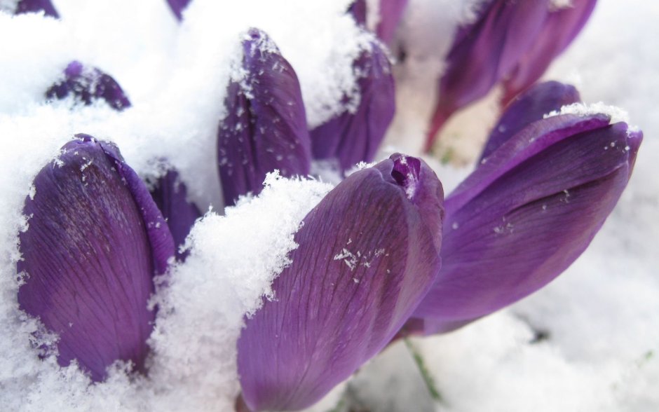 Нежные цветы в снегу