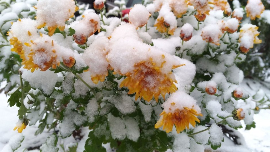 Хризантемы под снегом
