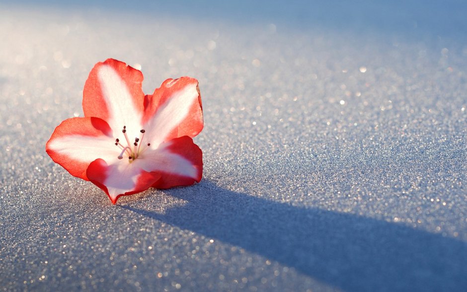 Цветочек на снегу