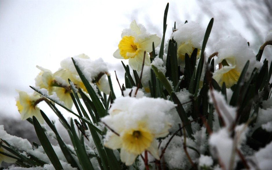 Нарцисс Frosty Snow