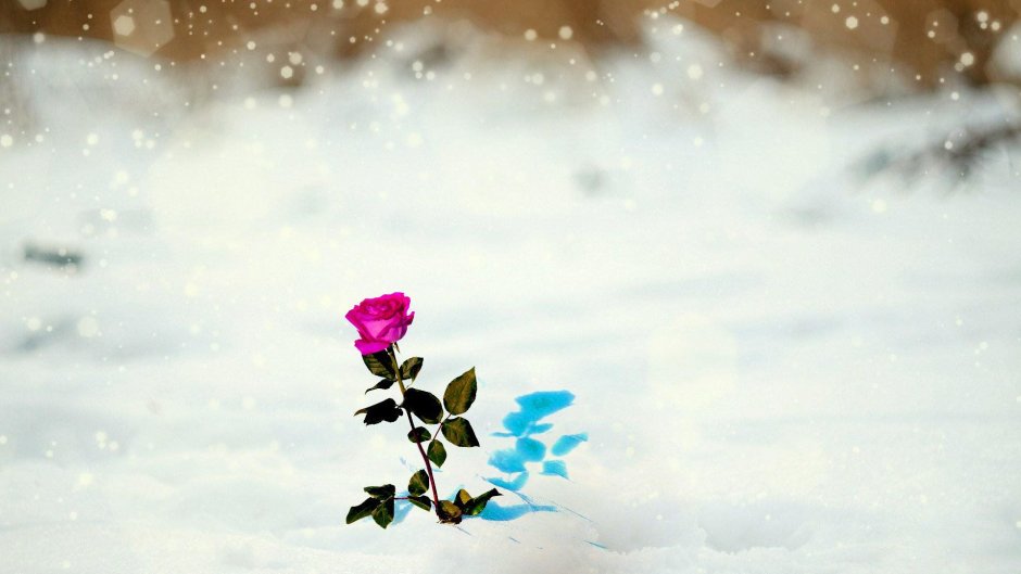 Цветы на фоне снега