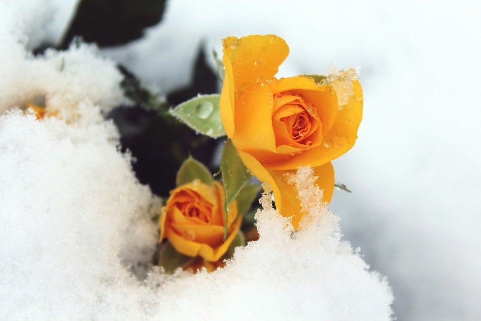Желтые розы на снегу