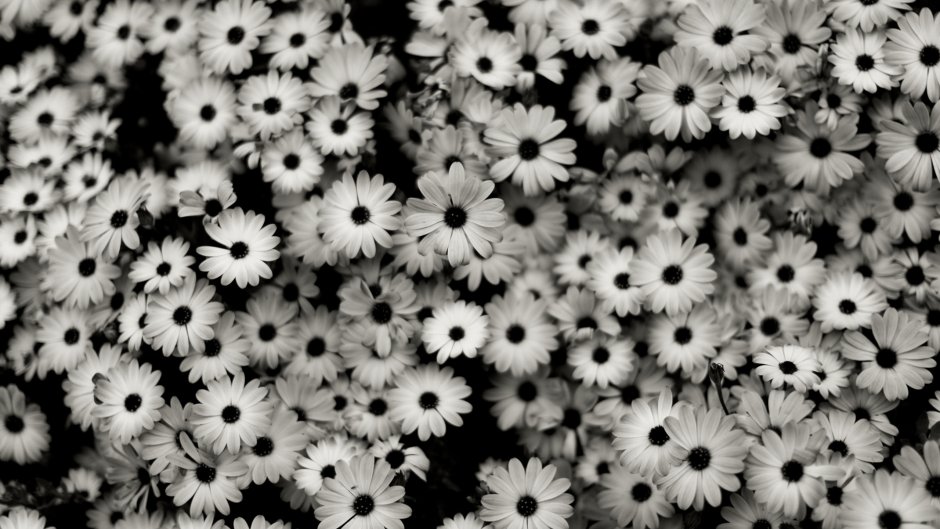 Цветы чёрно белые