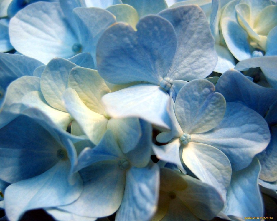 Серо голубые цветы