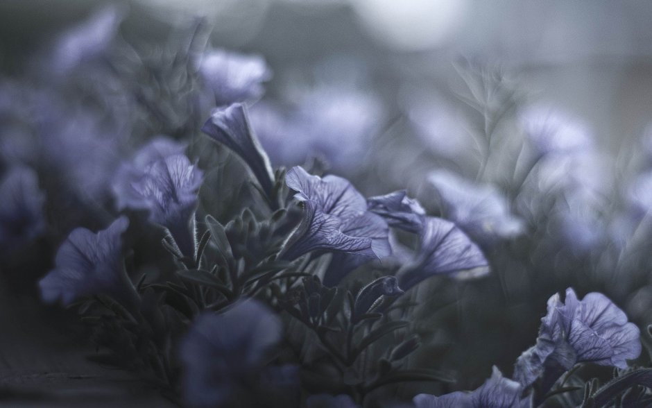 Цветы серо фиолетовые