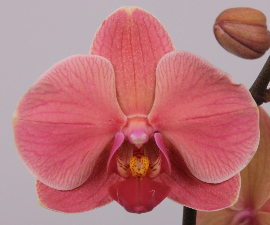 Орхидея Phalaenopsis Narbonne