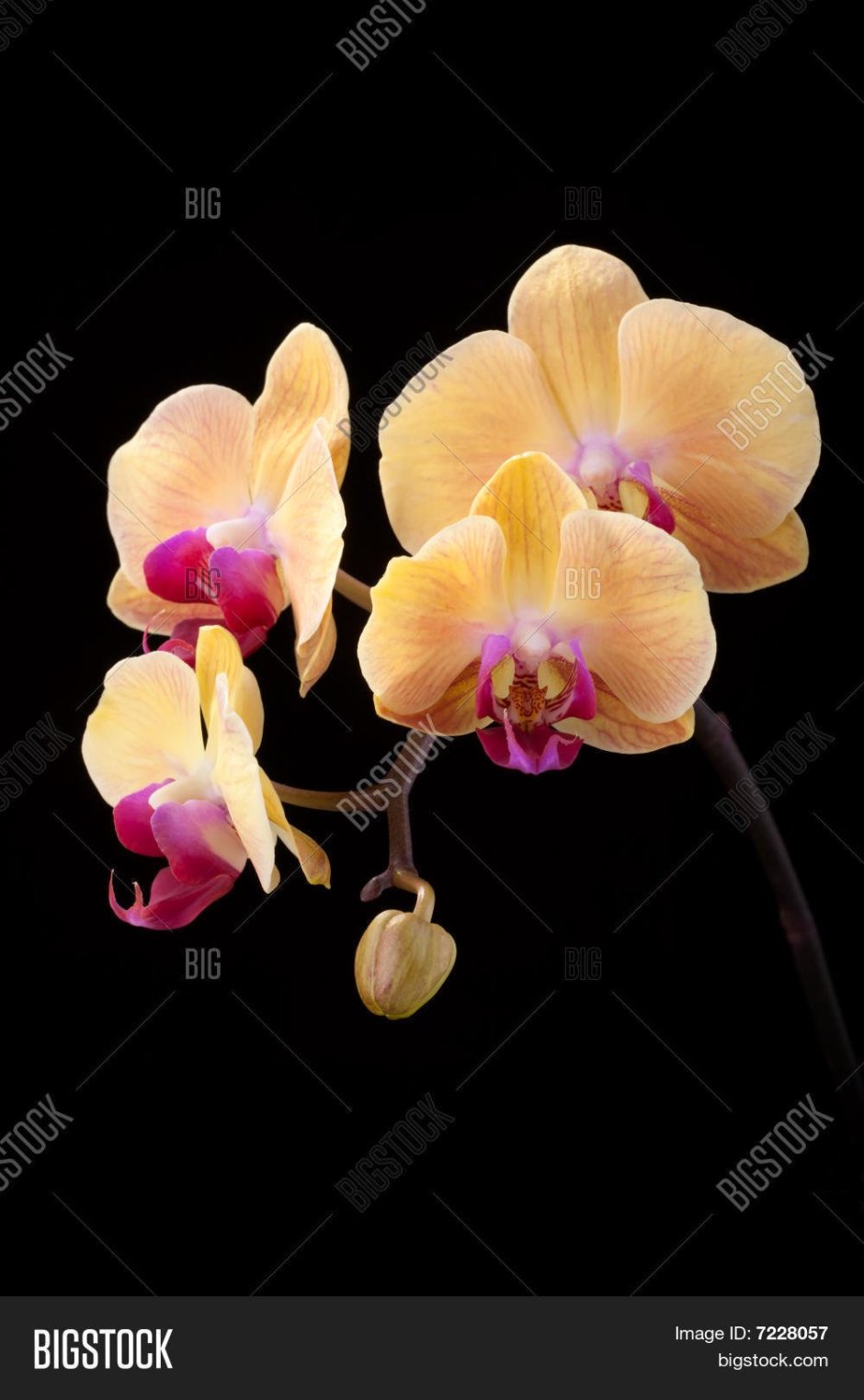 Орхидея фаленопсис Королевский кремовый