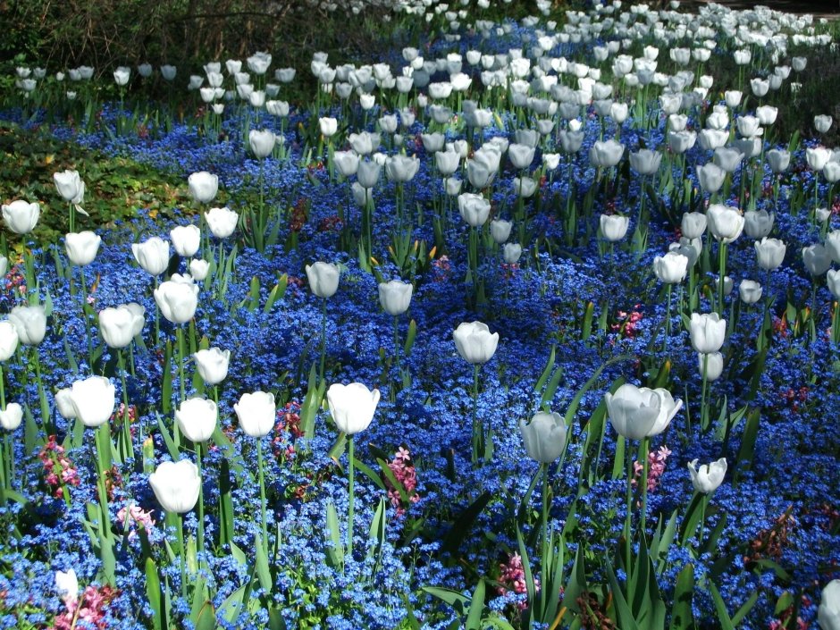 Сад в синем цвете