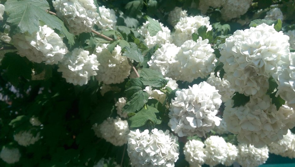 Куст с белыми соцветиями