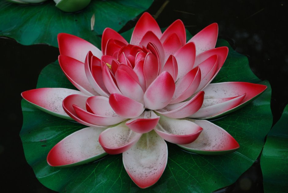 Лотус цветок японский