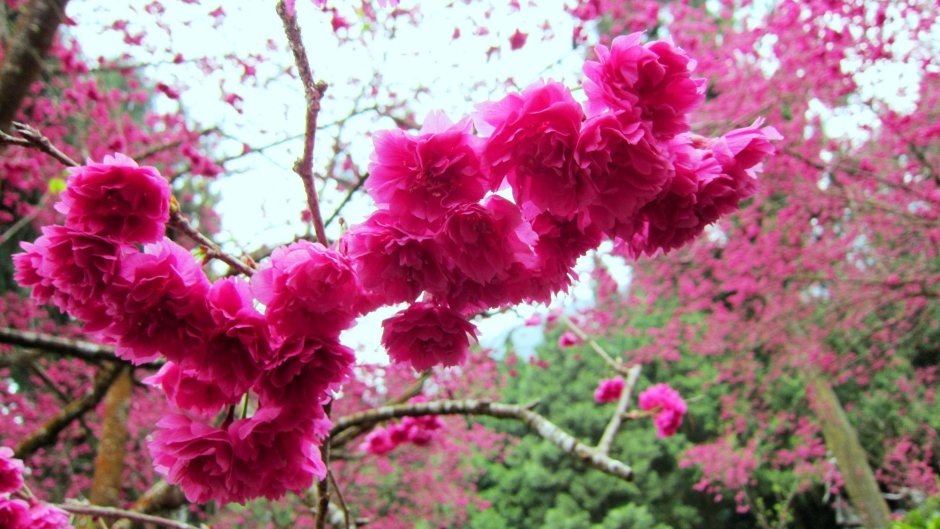 Сакура цветение растения