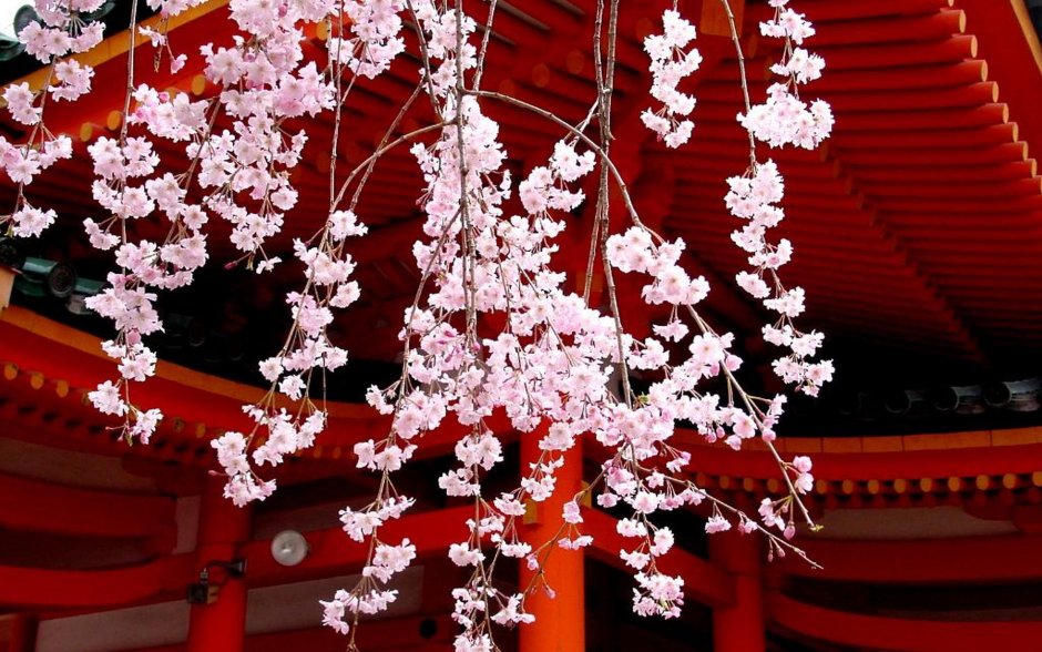 Япония цветы Сакуры