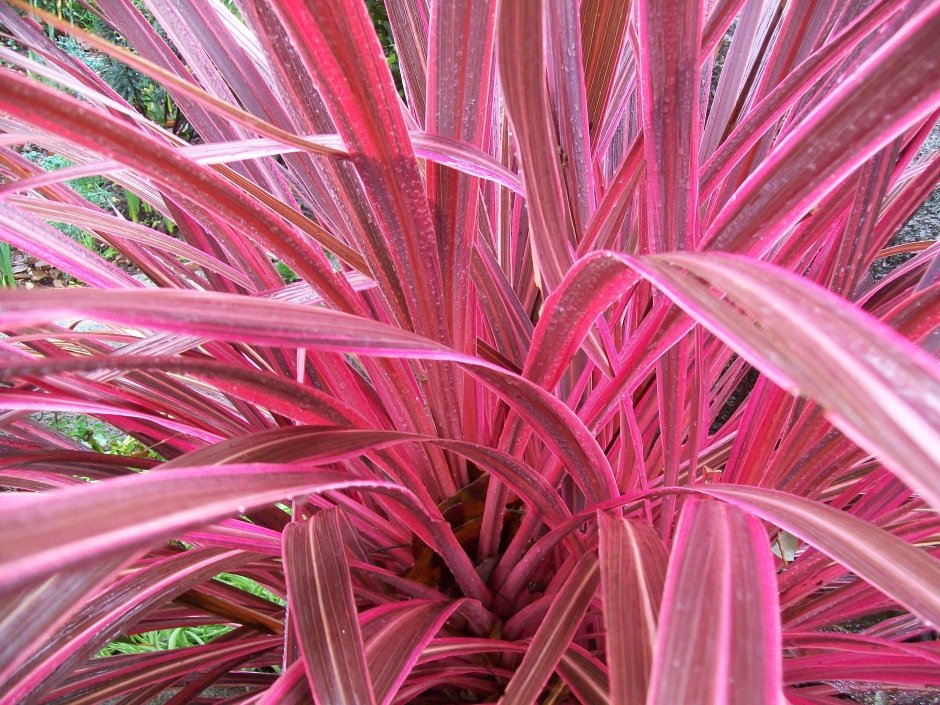 Кордилина Южная Cordyline Australis