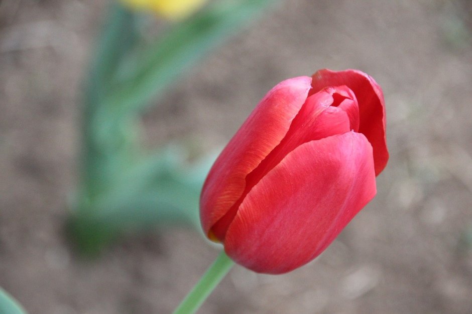 Вывернутые тюльпаны