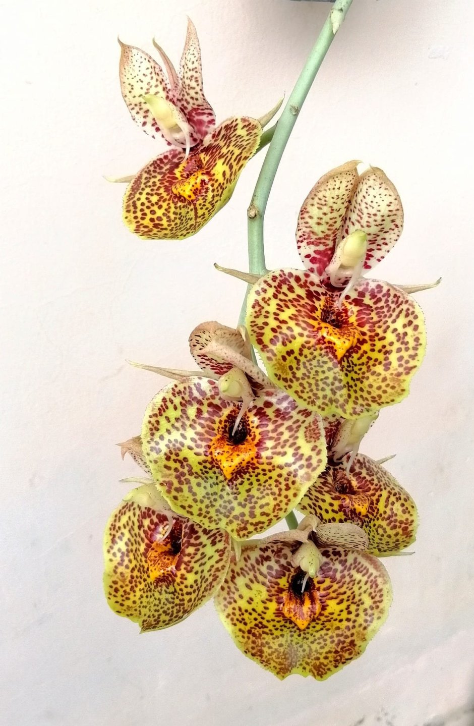 Орхидея Catasetum Orchidglade
