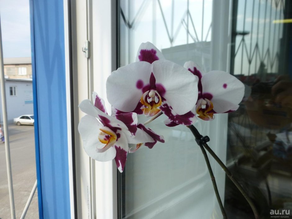 Орхидея Элегант полька