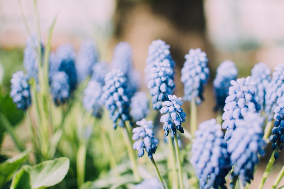 Весенние цветы синие шишечки