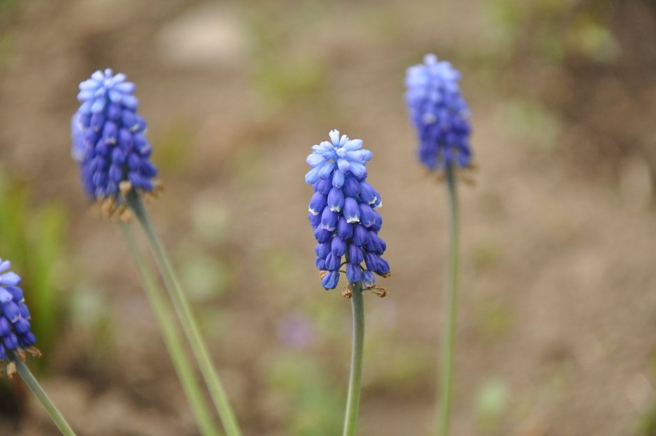 Растение с синими соцветиями