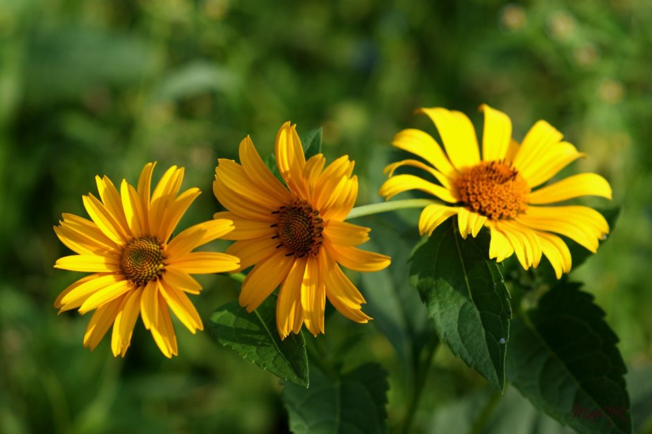 Желтые цветы многолетник Астровые
