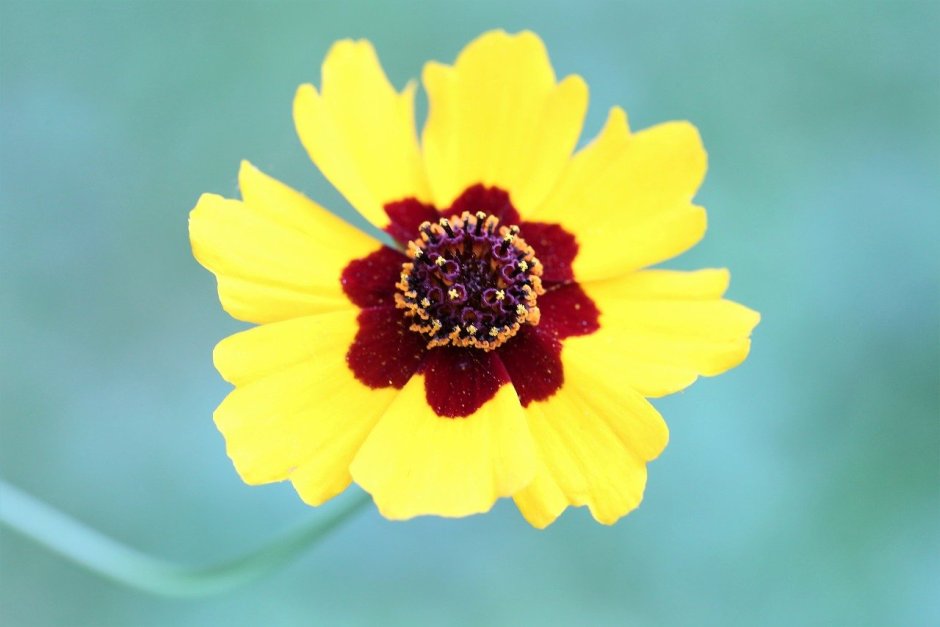 Жёлтый цветок с коричневой серединой