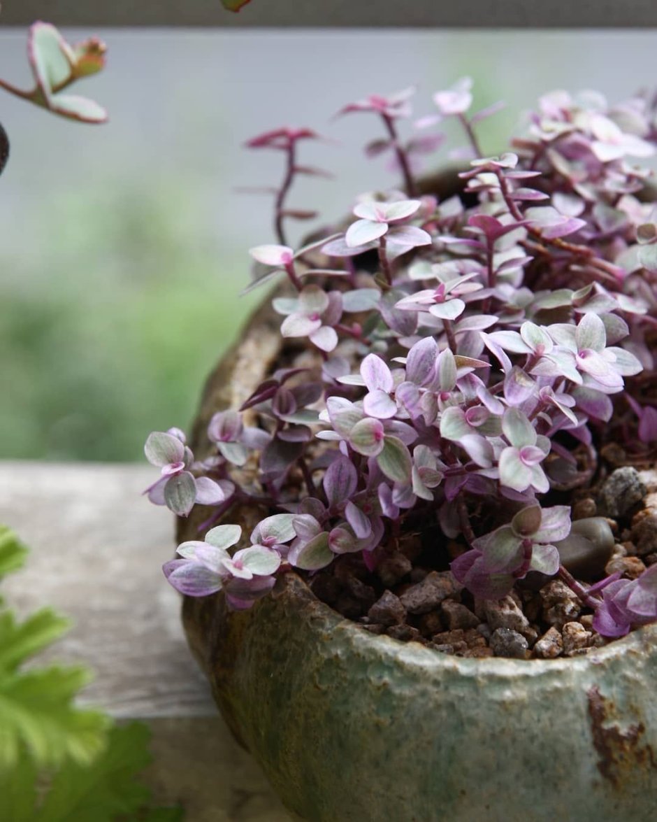 Традесканция «Callisia repens»