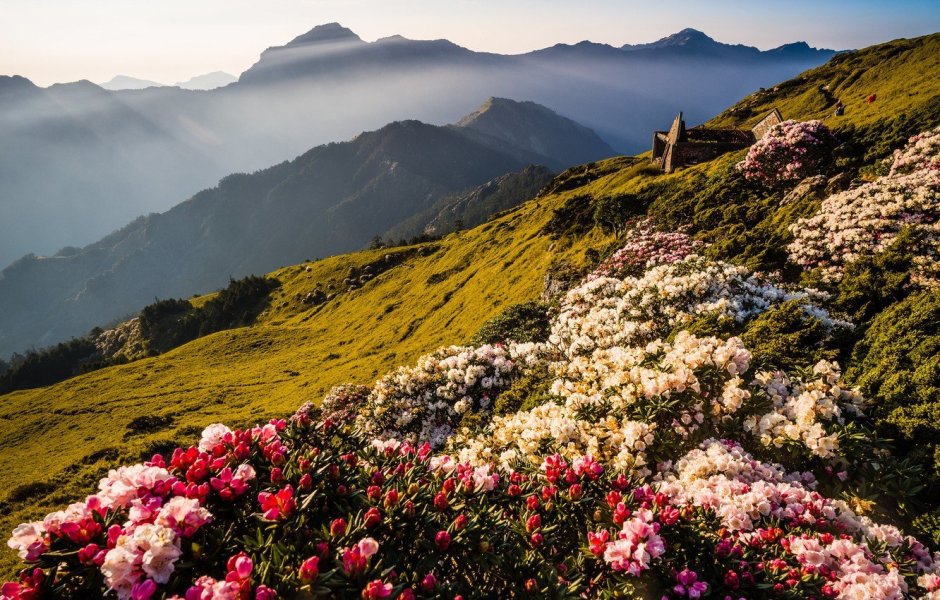 Дагестан высокогорный горы цветы