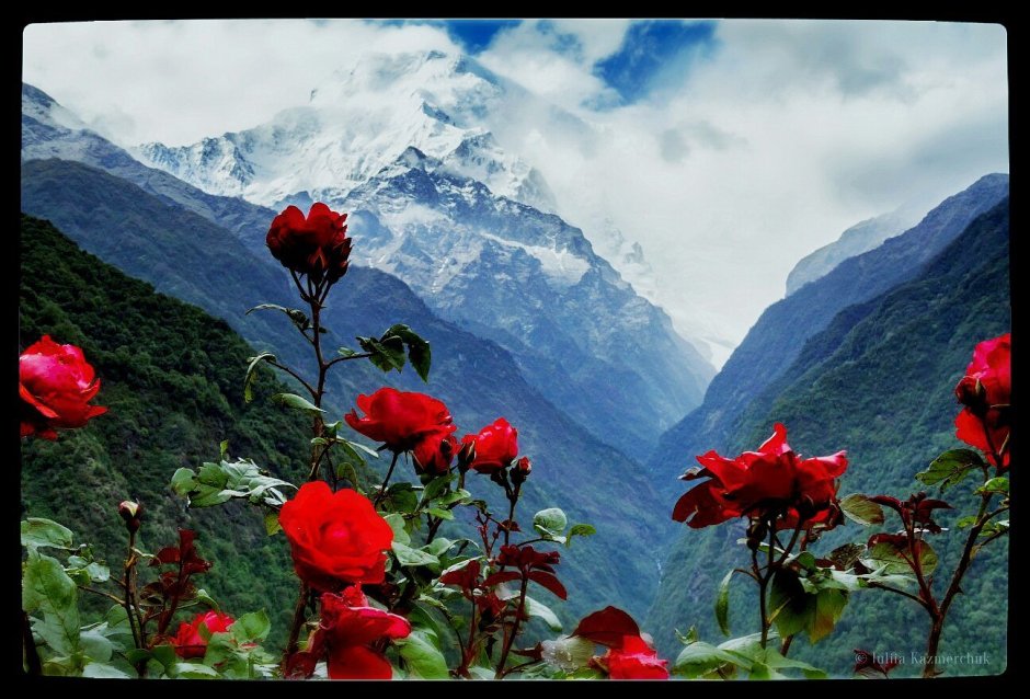 Гималаи Долина цветы река