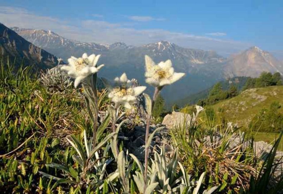 Цветок Эдельвейс на Эльбрусе