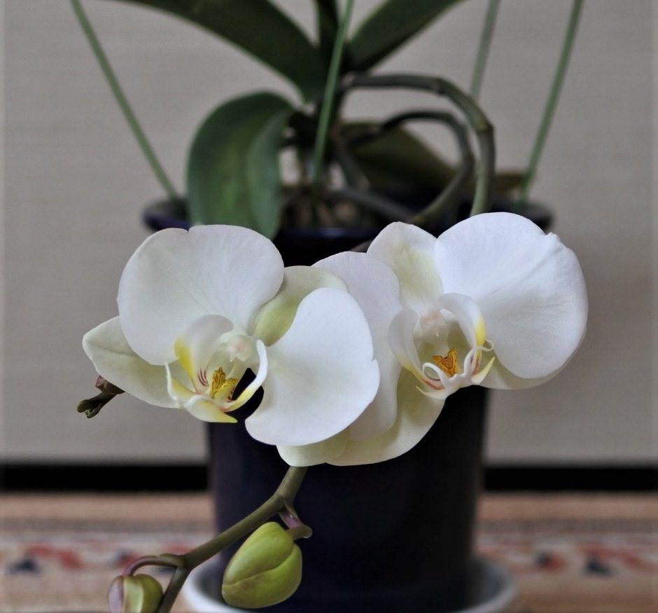 Орхидея Phalaenopsis Mikimoto