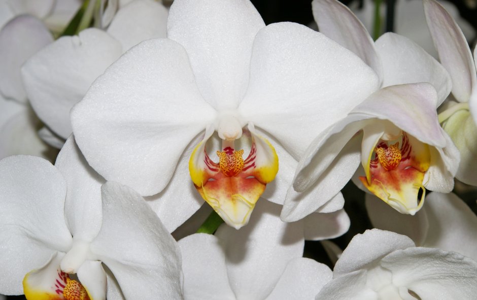 Орхидея Вайт Сван