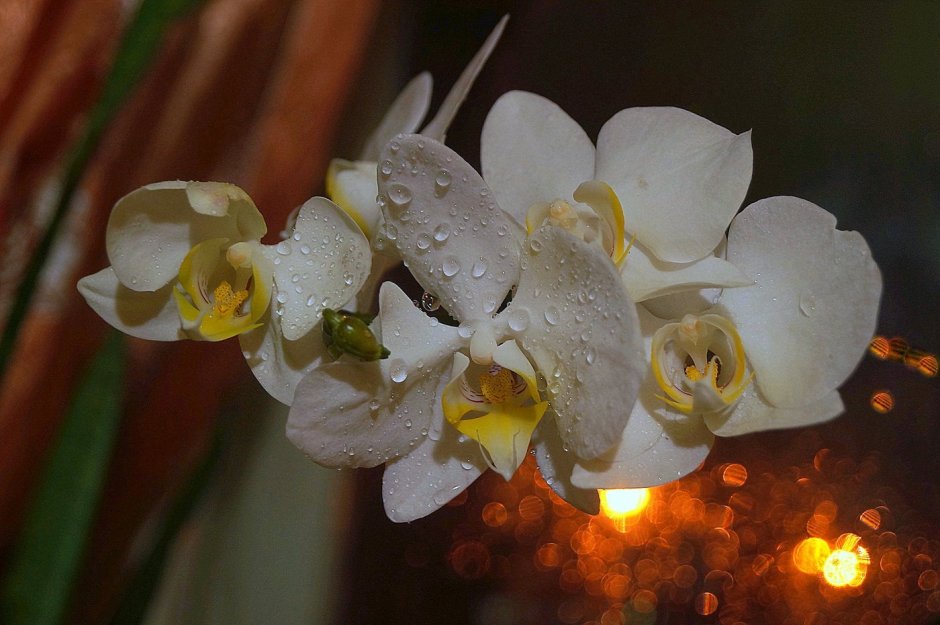 Орхидея Баттеркап