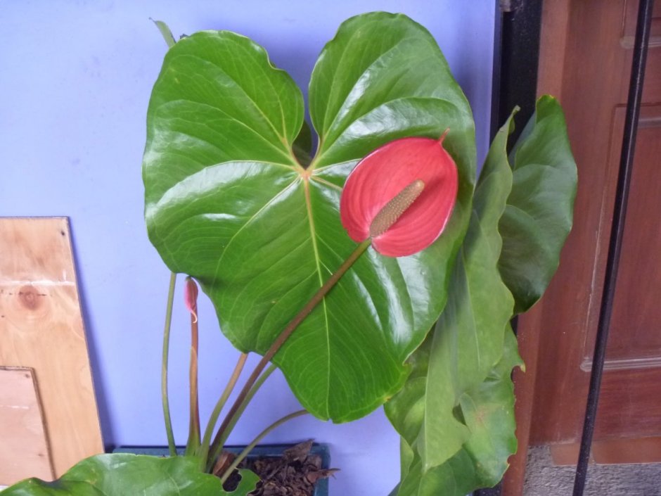 Anthurium цветок черные пятна