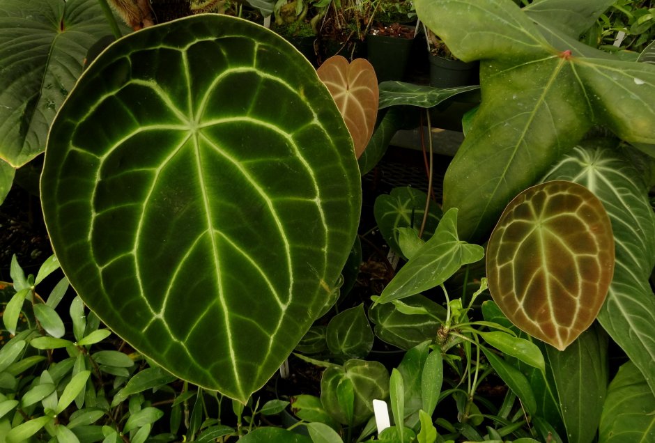 Anthurium forgetii White Stripes