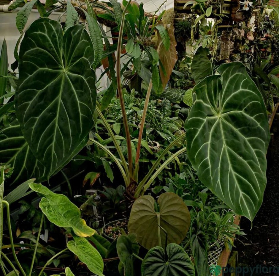 Anthurium crystallinum