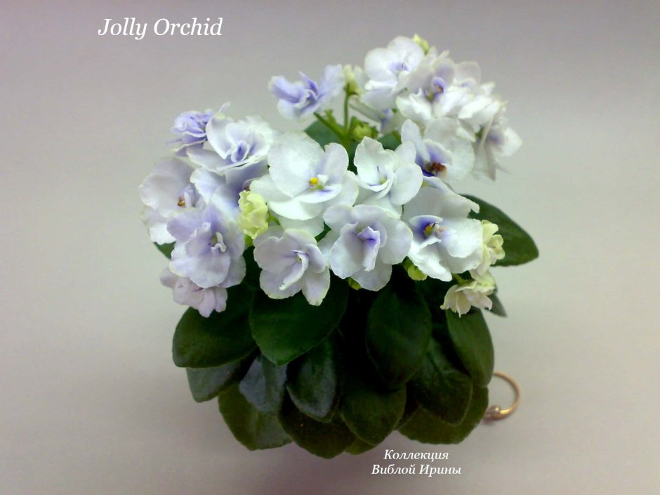 Фиалка мини Jolly Orchid