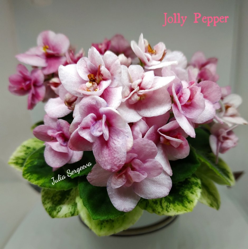 Jolly Pepper (h. Pittman)