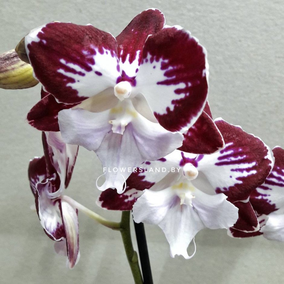 Орхидея Kizz