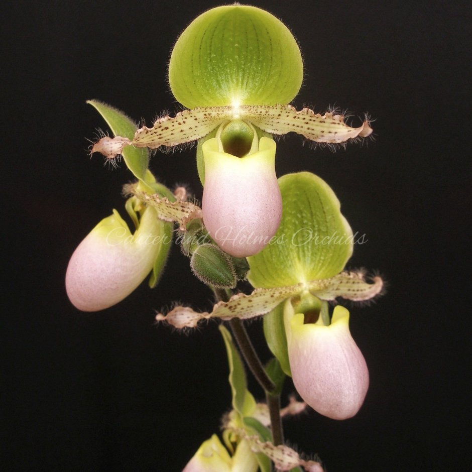 Орхидея Paphiopedilum Pinocchio