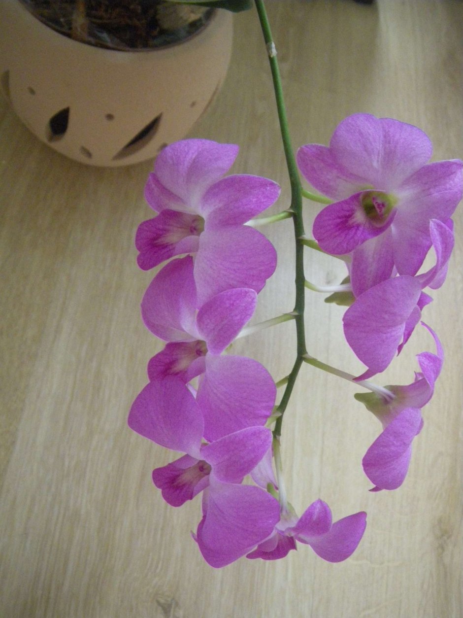 Орхидея Тинкербелл