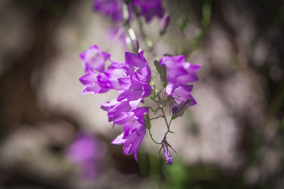 Колокольчик Кампанула Lilac