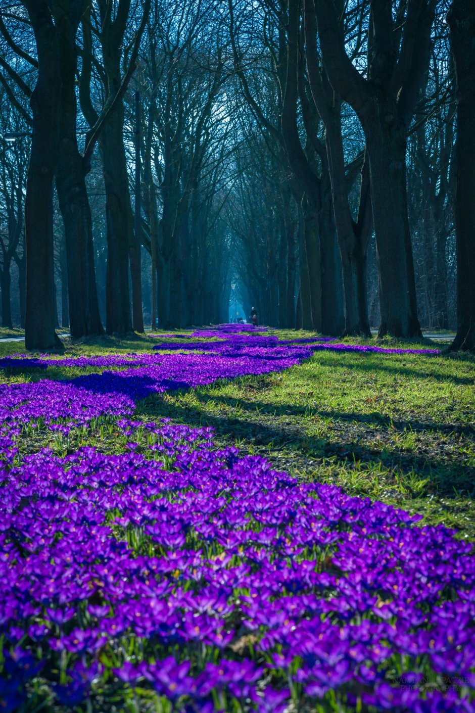 Фиолетовые дикорастущие цветы
