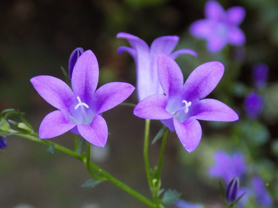 Растение с маленькими фиолетовыми цветочками