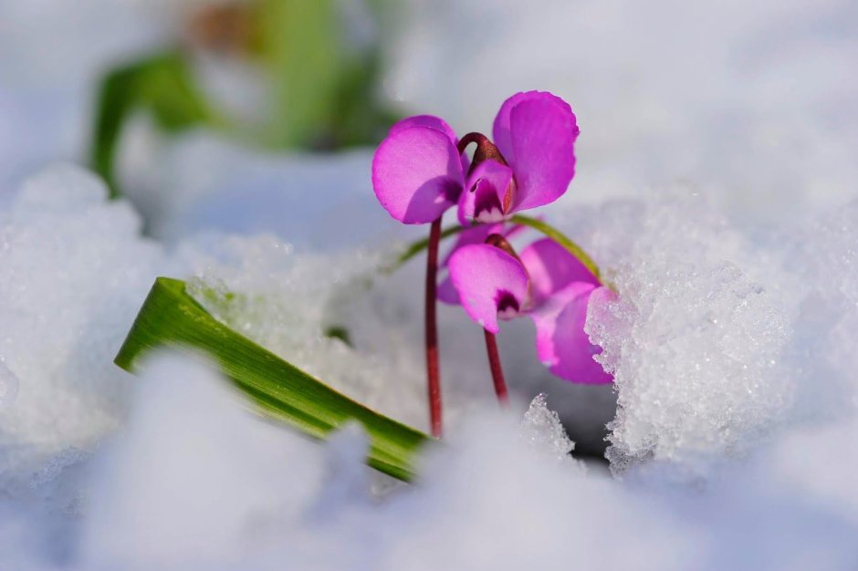 Растения из под снега