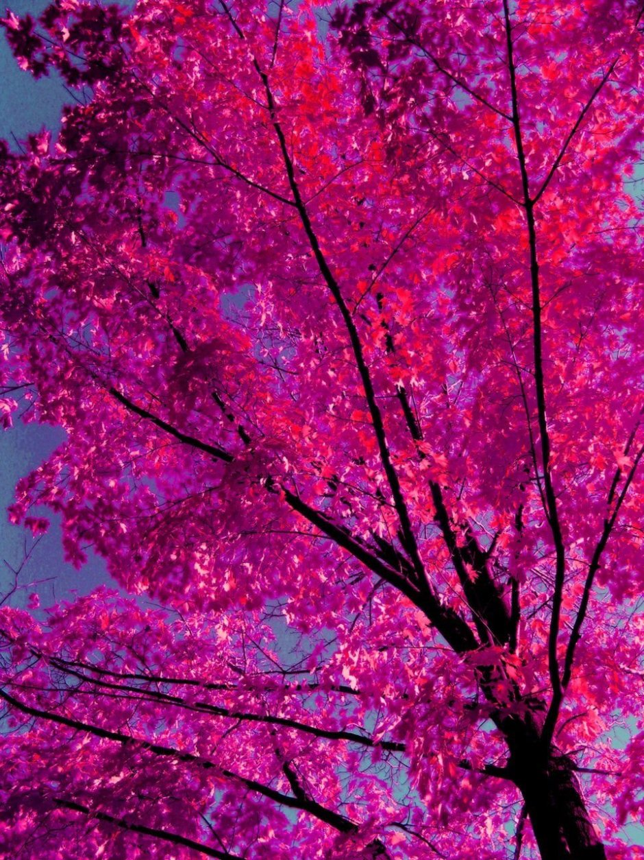 Дерево с розовыми листьями