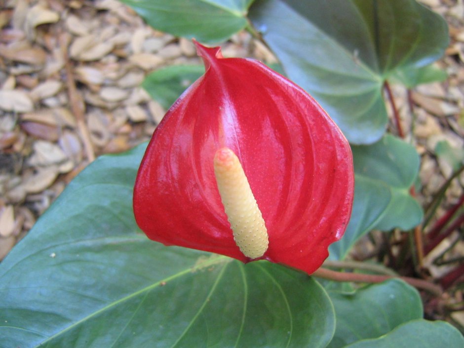 Хвостатый цветок Антуриум