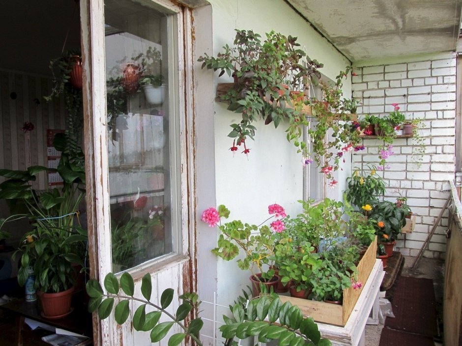 Сад оранжерея на балконе