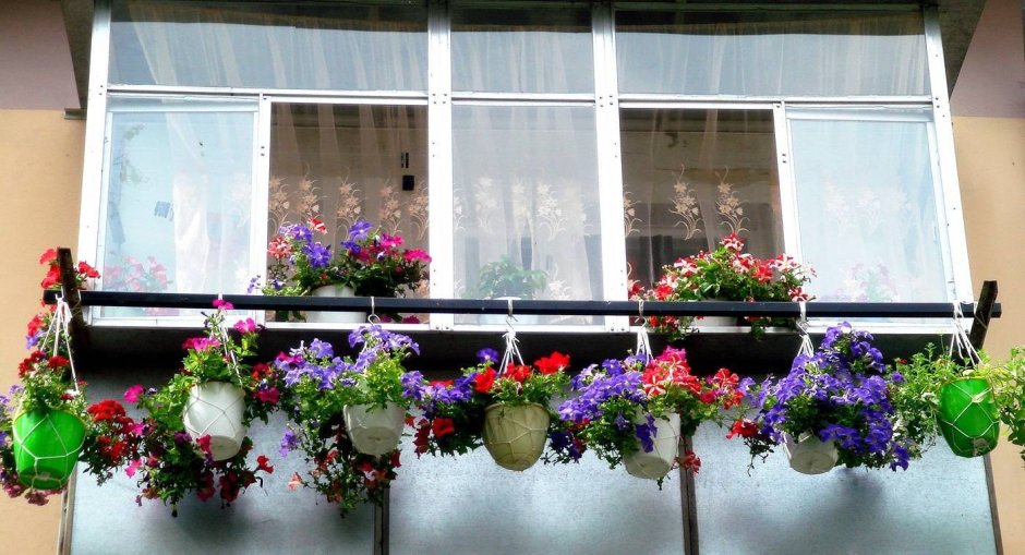 Цветы на остекленом балконе